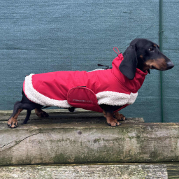 51DN TECKEL K WOOF HYBRID