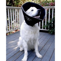 Comfy Cone - Large - Zwart