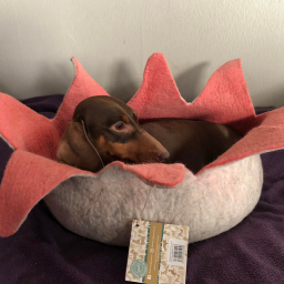 Dharma Dog Karma Cat - Mand Petaal - M