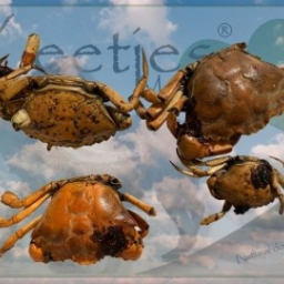 Happy Keetjes - Krab - 100 gr