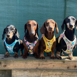 SPECIAL EDITION 25 - Curli - Comic - L