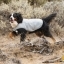 Ruffwear Swamp Cooler - Cooling Jacket