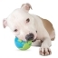 Planet Dog Tuff Orbee Ball Large - 10cm