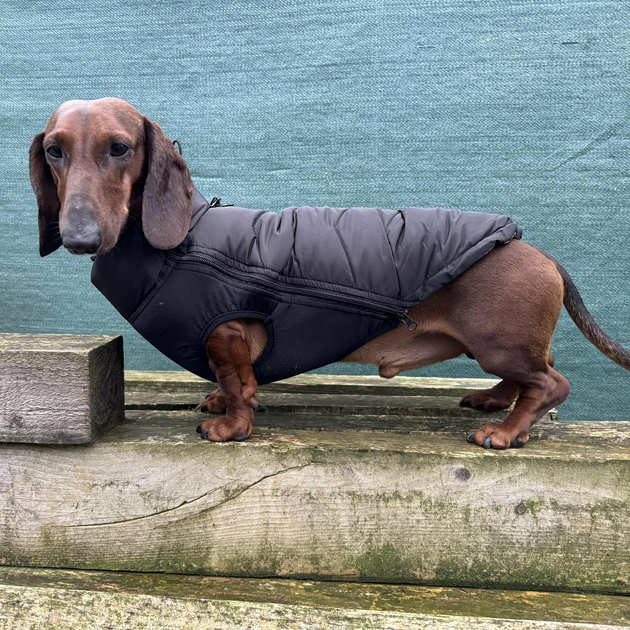 51DN - Teckel Dunsy Coat - L