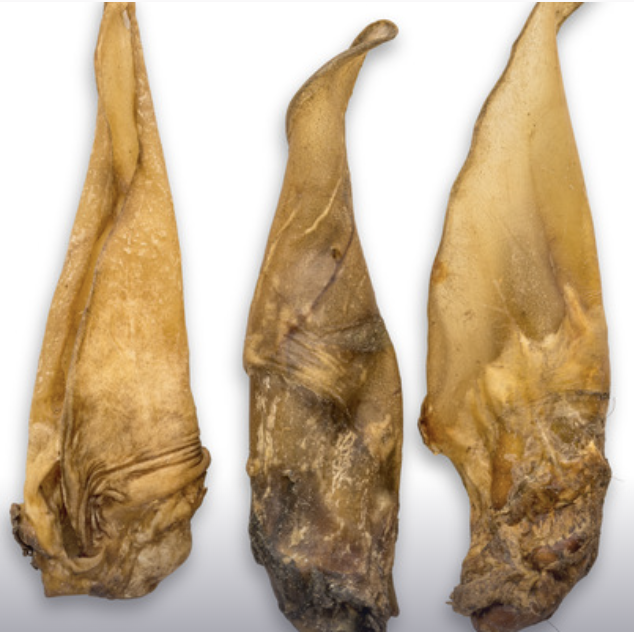 Buffeloren - 3 stuks