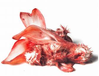 Konijnenoren - 500 gr