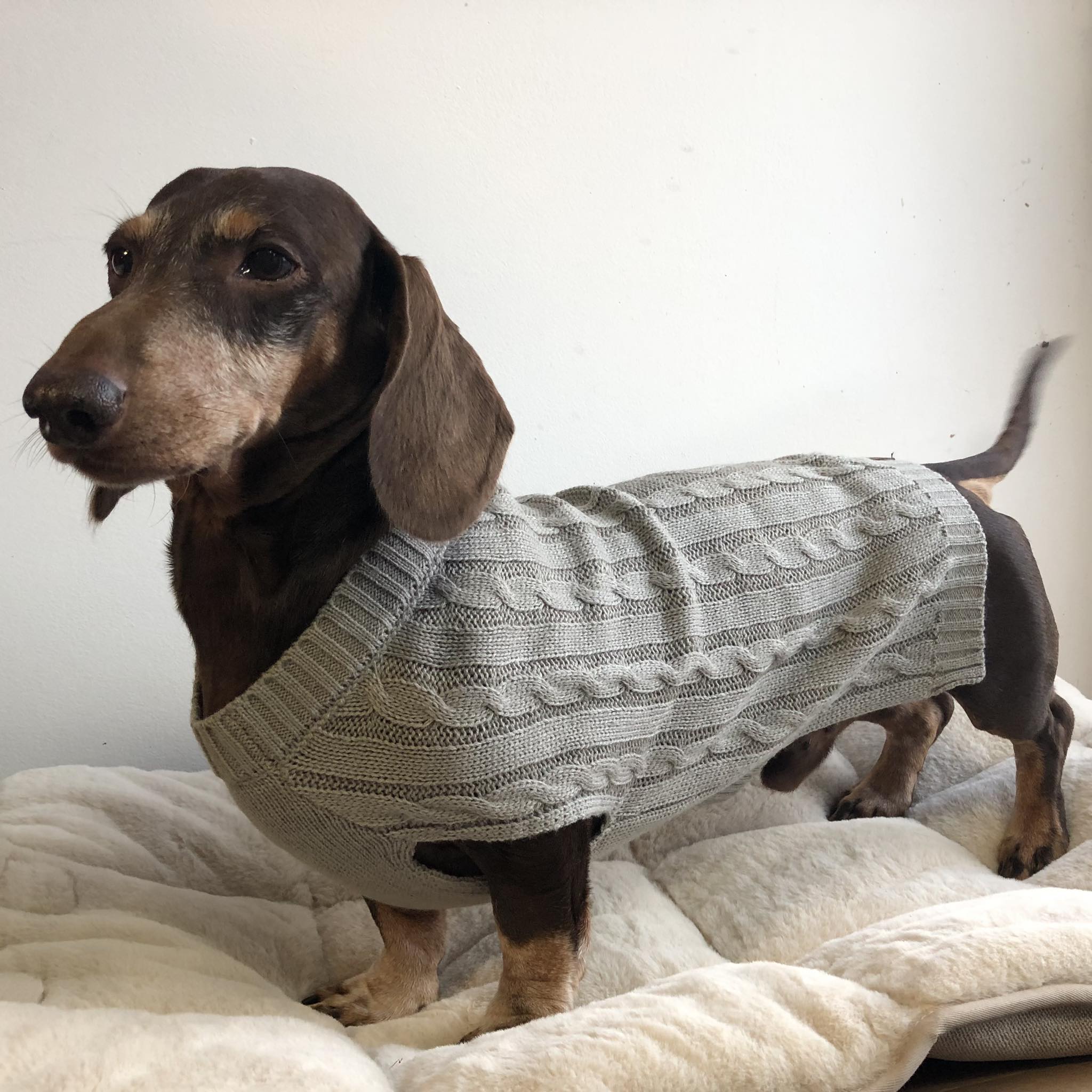 Animal Boulevard - Trui