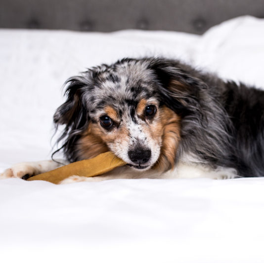 Pawfect  Chew  Xlarge Bars - 180 gr