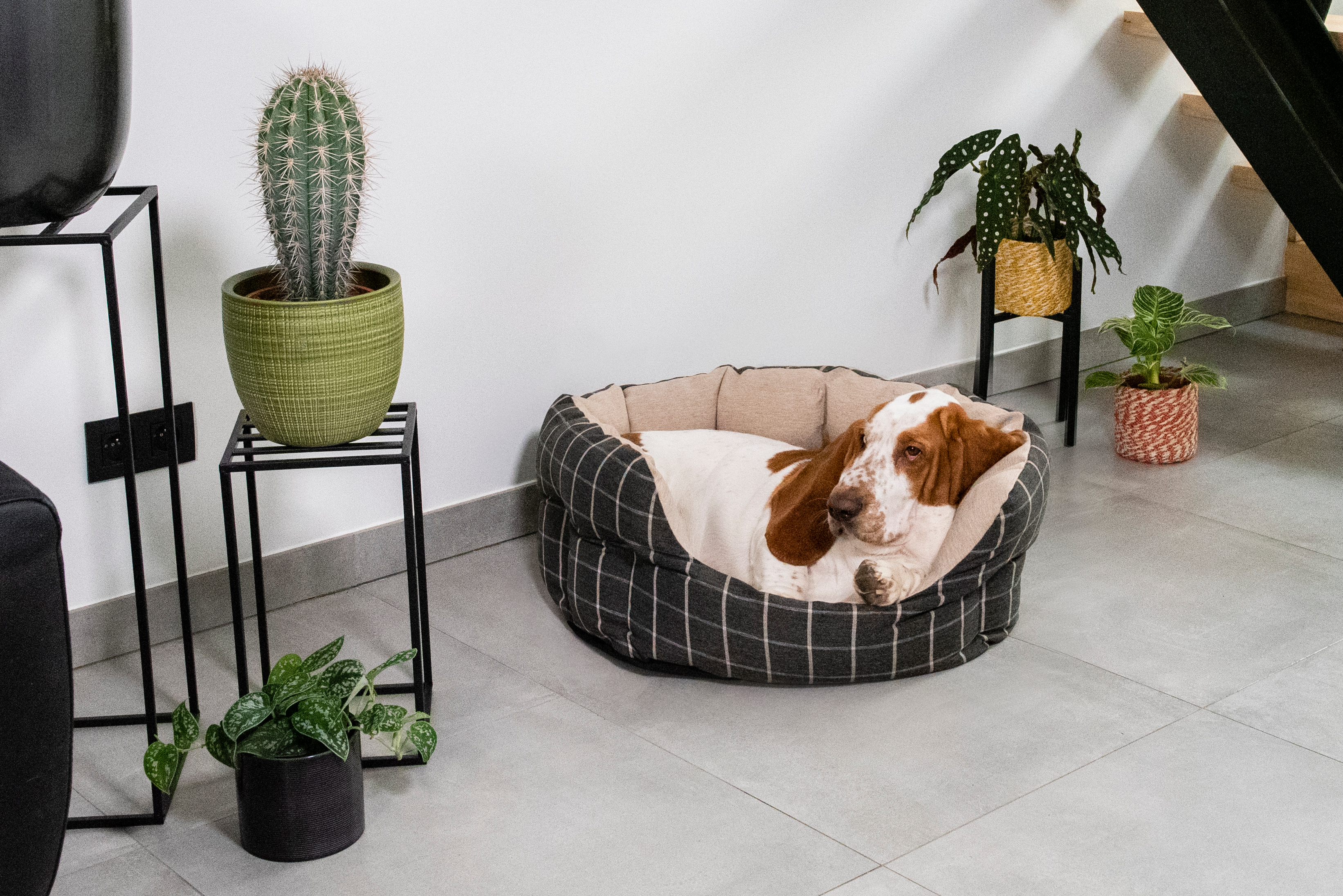 Animal Boulevard - Tartan - Mand - M