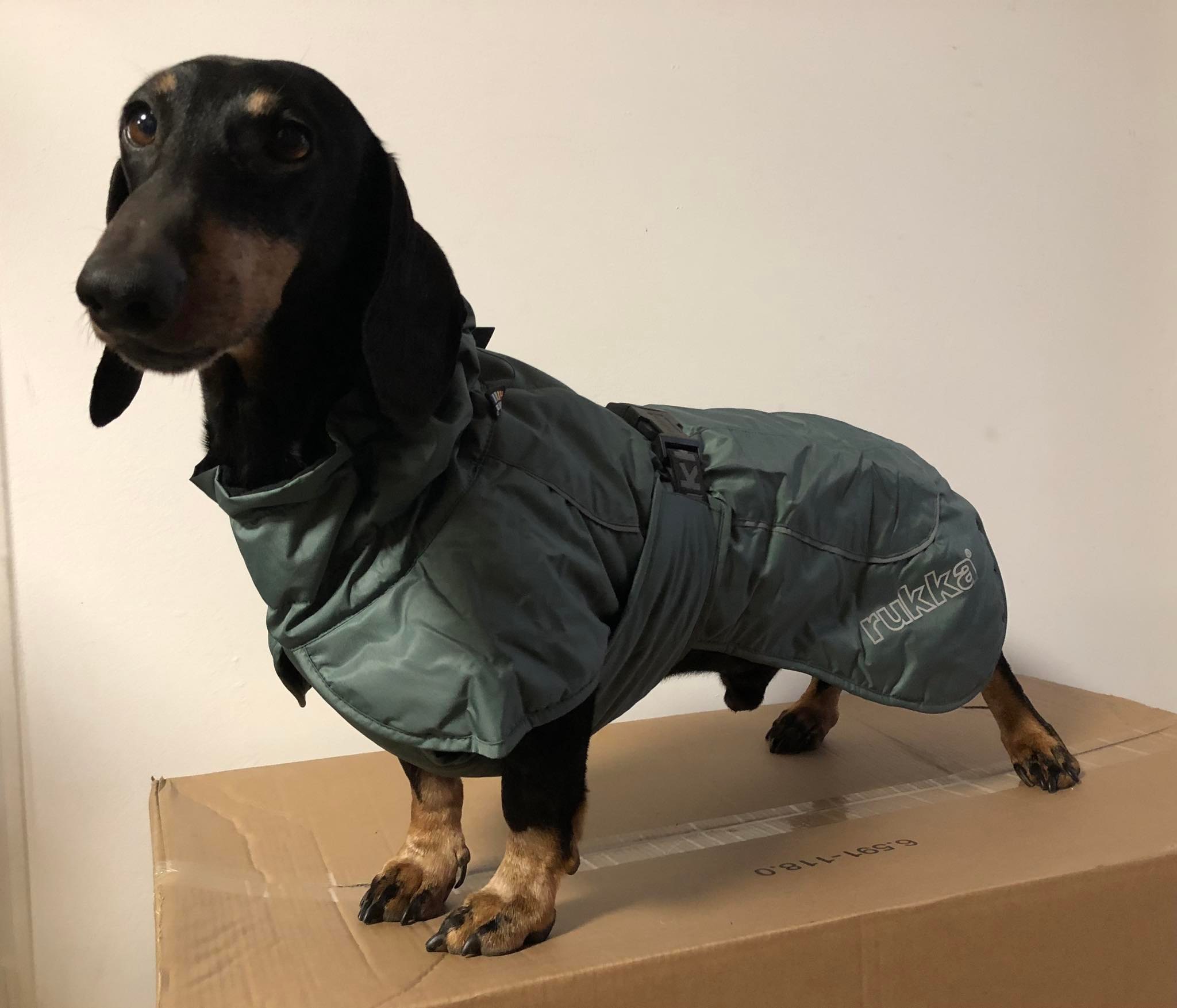 RukkaPets - Stormy Coat - 35 - 40 - 45 cm