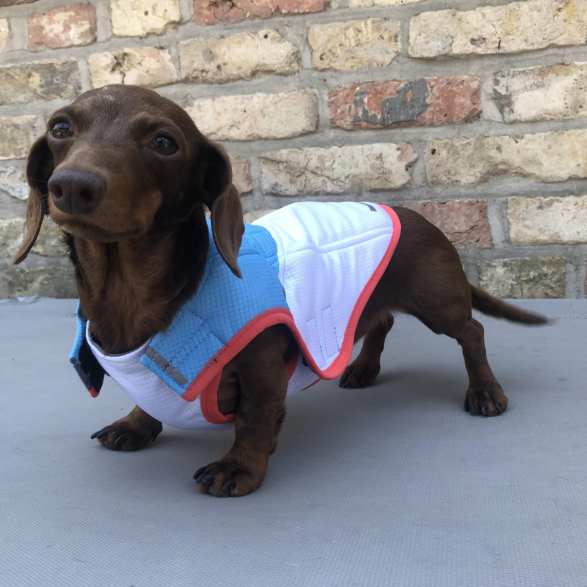 51DN - Koeljas - 24 cm