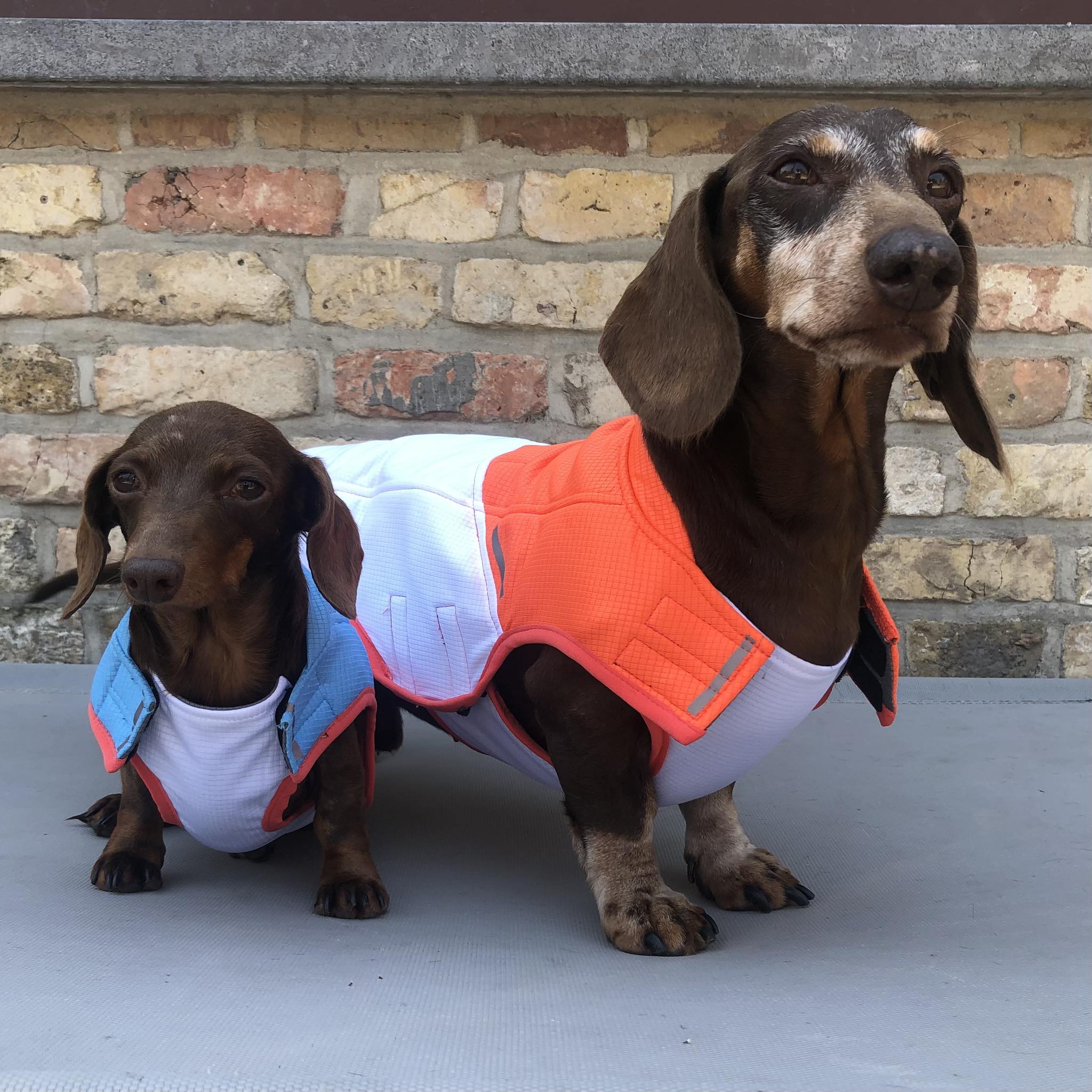 51DN - Koeljas - 36 cm