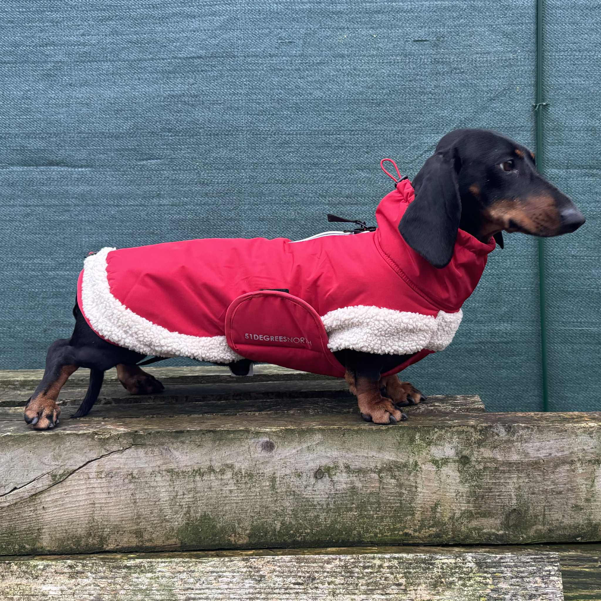 51DN - Teckel K Woof Hybrid - L