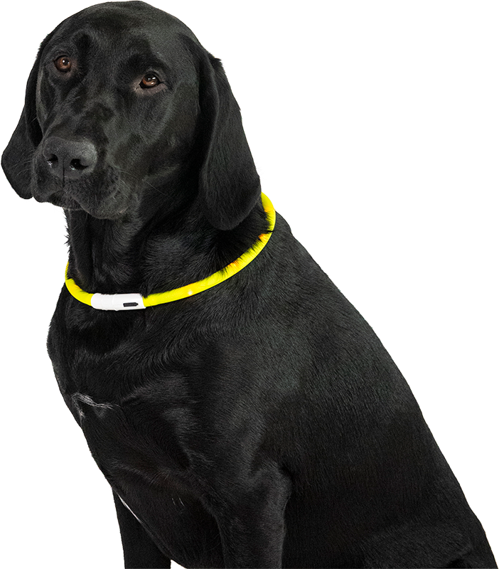 Animal Boulevard - Led Collar - L