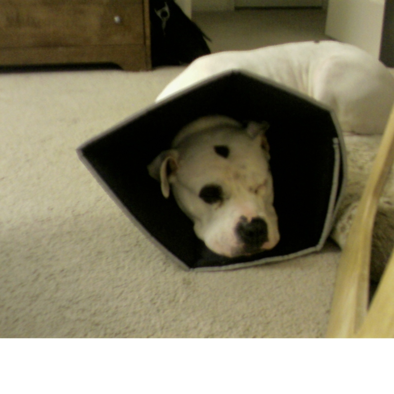 Comfy Cone - XLarge - Zwart