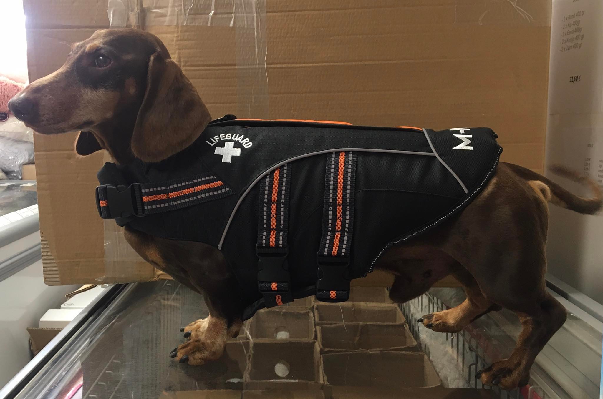 M-Pets - Zwemvest - S