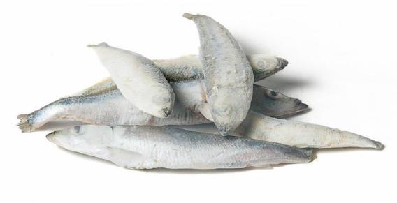 Sprot - IQF - 1 kg