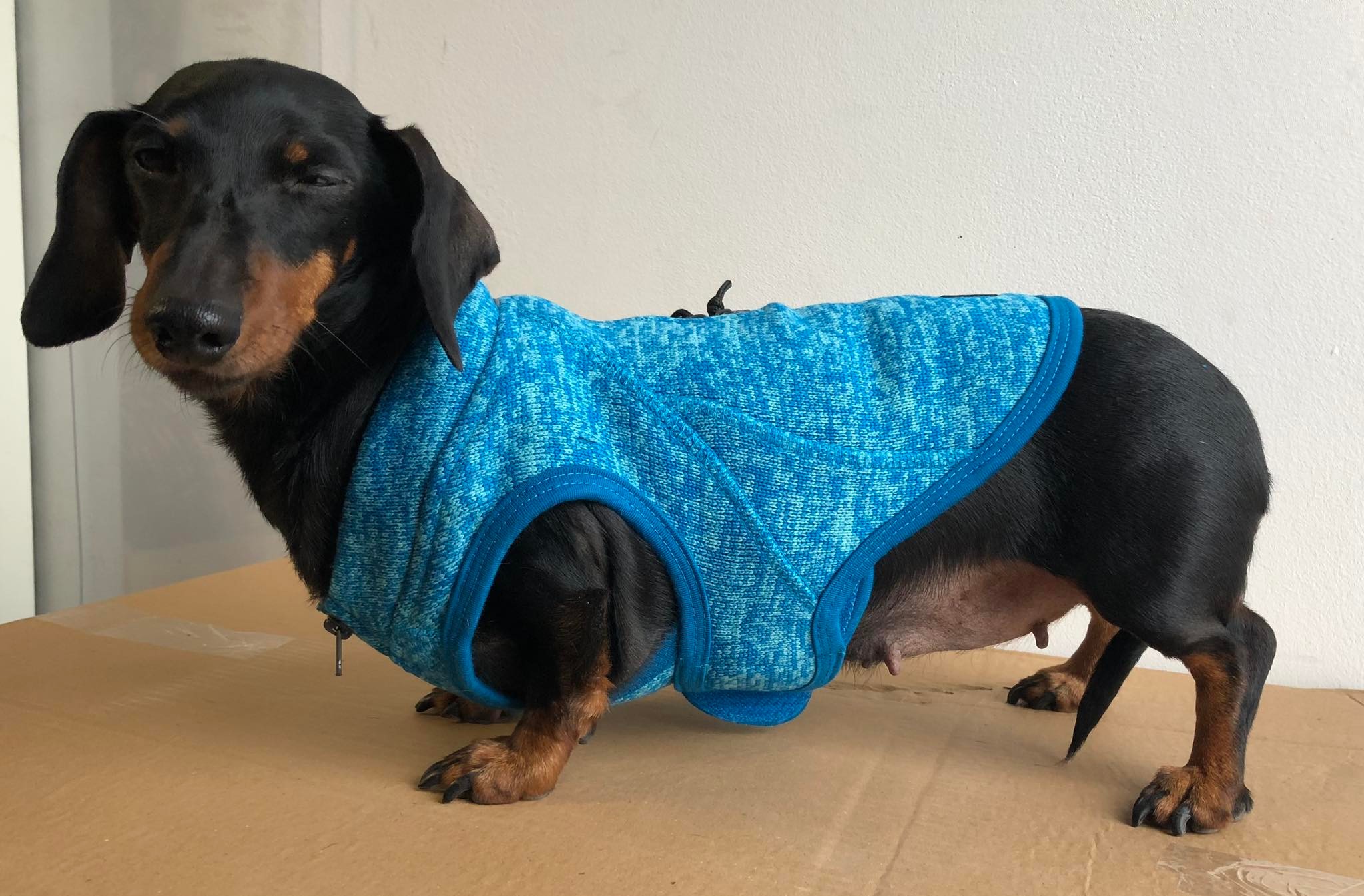 Kurgo - K9 Core Trui - XS